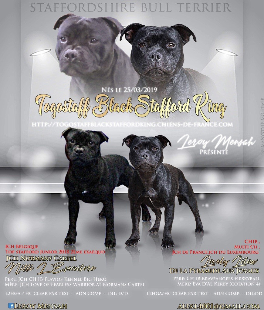 Togostaff Black Stafford King - Chiot disponible  - Staffordshire Bull Terrier