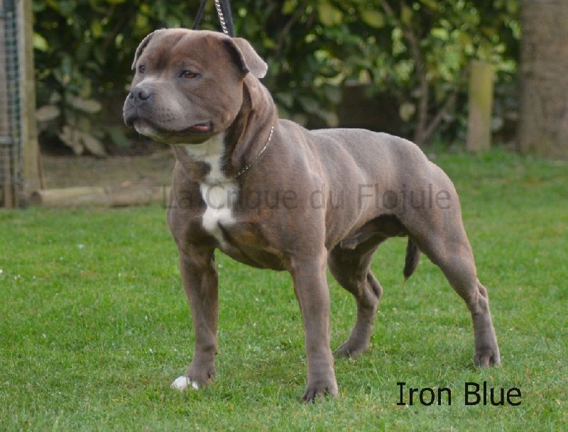 Iron blue (Sans Affixe)