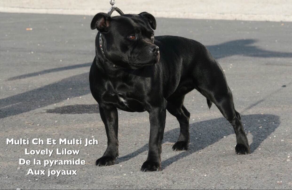 CH. Lovely lilow de La Pyramide Aux Joyaux